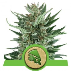 Royal Cheese Auto - Royal Queen Seeds